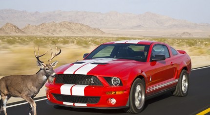 DeerHitsShelbyGT500