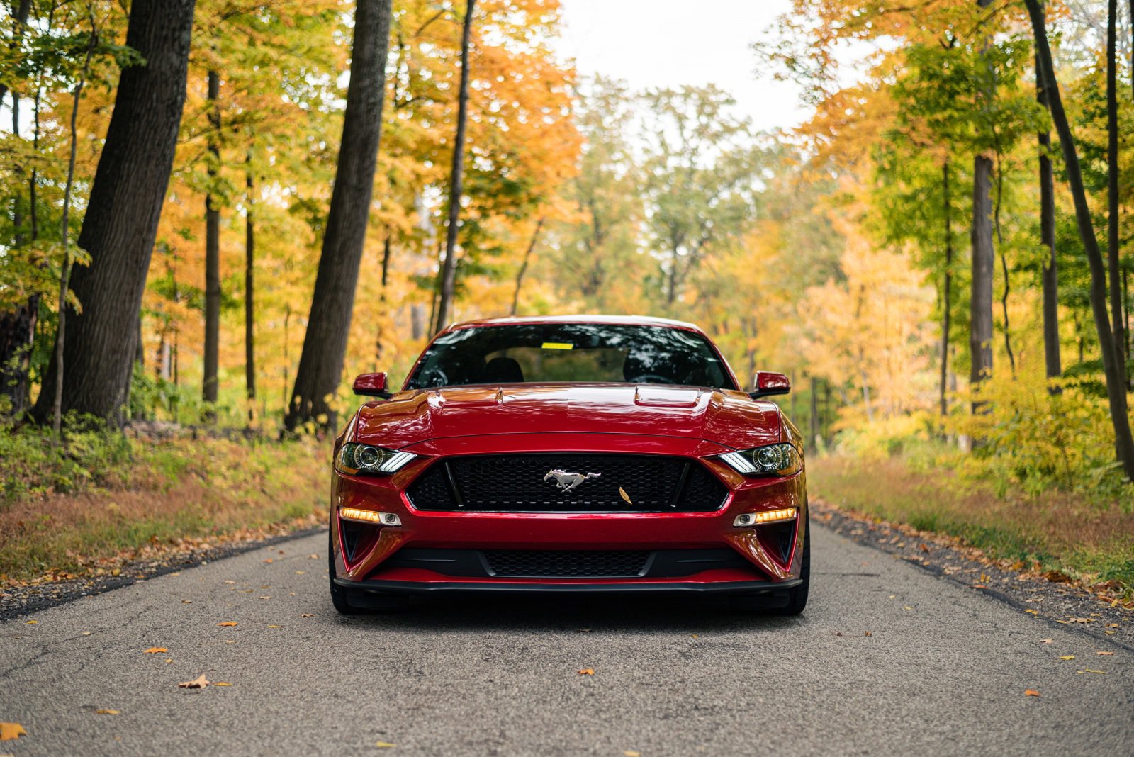 2022 Shelby GT Coupe